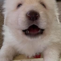 Maremma Sheepdogs from JT Little Critter Farm