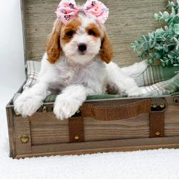 Girl 3 - female Cavapoo puppy in Statesville, North Carolina from Doodle Babies