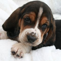 Basset Hounds from Baskets of Bassets