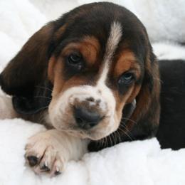 Basset Hounds from Baskets of Bassets