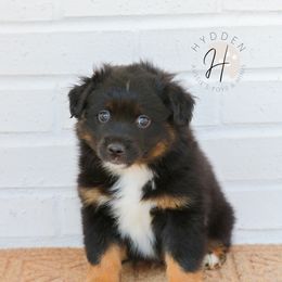 Miniature American Shepherd, Miniature Australian Shepherd, and Toy Australian Shepherd Puppies from Hydden Aussies
