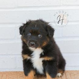 Miniature American Shepherd, Miniature Australian Shepherd, and Toy Australian Shepherd Puppies from Hydden Aussies