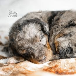 Whiskey - Blue merle male Bernedoodle puppy in Youngstown, Florida from Wonderland’s Boujie Kennels