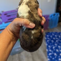 Boy 3 - Dachshund puppy in Homosassa, Florida from Foxies Doxies