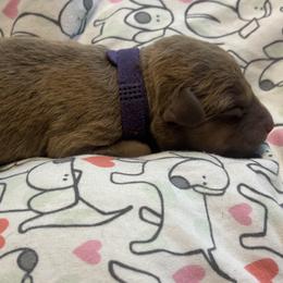 Purple collar boy - Brown male Chesapeake Bay Retriever puppy in Las Vegas, Nevada from Birdsview Chesapeake Kennel