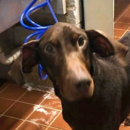 Doberman Pinschers from God's 4 paw Blessings