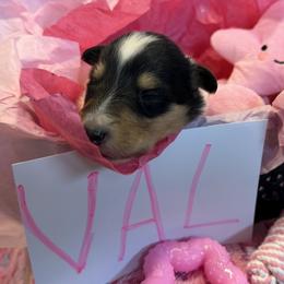 Val - White female Collie puppy in Carencro, Louisiana from Cajun Bayou's Collies LLC