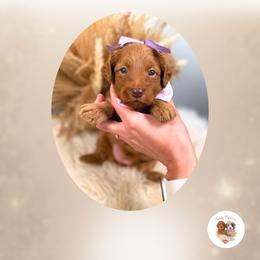 Everly - Red  female Goldendoodle puppy in Canton, Georgia from Teddy Puppies