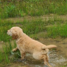 Goldendoodles from Michael Crutchfield's Goldendoodles