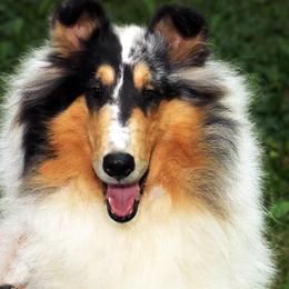 Circi - Collie