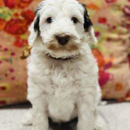 Stache - Brown and white male Bernedoodle puppy in Sherman, Illinois from Shirl Doodle Life