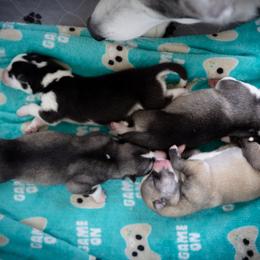 Siberian Husky Puppies from Ivie Huskies