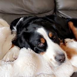 Maple - Bernese Mountain Dog