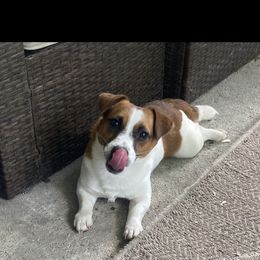 Remi - Jack Russell Terrier