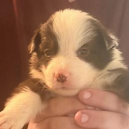 Duncan - Chocolate male Border Collie puppy in Lebanon, Oregon from Cahill’s Canines