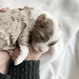 Aussiedoodle Puppies from Mae blossom puppies