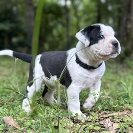 Boy 1 - White and black male American Bulldog puppy in Pace, Florida from Genesis American Bulldogs