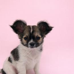 Dark sable spotted on white - Sable spotted white female Chihuahua puppy in Smyrna, Georgia from GeorgiasChihuahuas