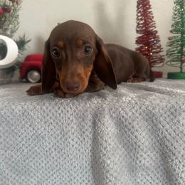 Girl 2 - Chocolate and tan female Dachshund puppy in Waycross, Georgia from Southern Paws