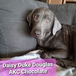 Dilute Retrievers and Labrador Retrievers from Douglas Dog Haus