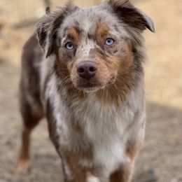 Ginger - Miniature Australian Shepherd