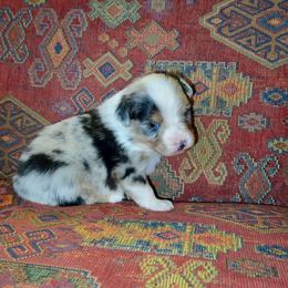 Aspen - Blue merle male Toy Australian Shepherd puppy in Troy, South Carolina from Stockman Farms