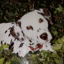 Spirit - Dalmatian