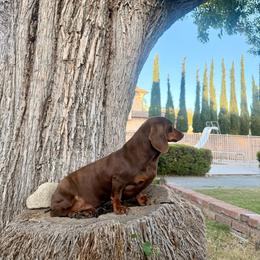 Dachshund puppies from Cruz Industries - Dachshund Company & French Bulldog Company