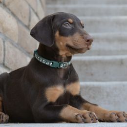 Doberman Pinscher Puppies from Obsidian Kennels