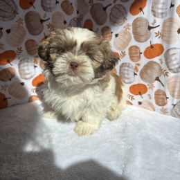 Duke - Brindle and white male Shih Tzu puppy in Mountain Grove, Missouri from Happy Hounds and More🐾