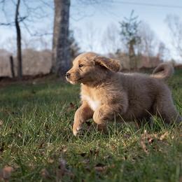 Goldendoodle Puppies from Cane Creek Goldendoodles