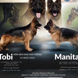Manita - German Shepherd