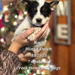 Boy 1 - Blue male Australian Cattle Dog puppy in Monroe, North Carolina from Creek View Cattle Dogs