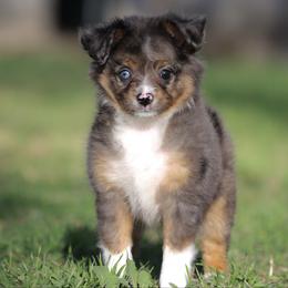 Cookie - Blue merle female Toy Australian Shepherd puppy in Georgetown, Texas from Minikin Manor