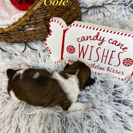 Cole - Red and white male Shih Tzu puppy in Vernon, New Jersey from Calta’s Cute Shih Tzu