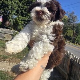 Boy 2 - Chocolate male Havanese puppy in Columbus, Ohio from Havanese Puppies Columbus