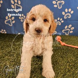 Intrepid - Parti female Goldendoodle puppy in Peyton, Colorado from Grace N Faith Doodles