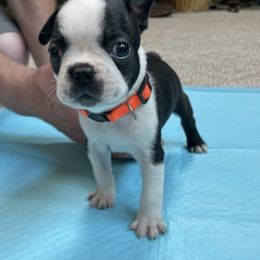 Boston Terrier Puppies from Charlie’s Pride