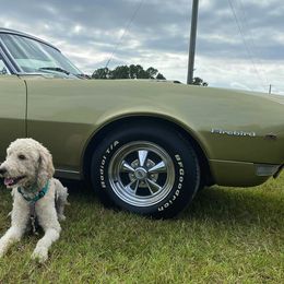 Goldendoodles from Lake Linda’s Doodles