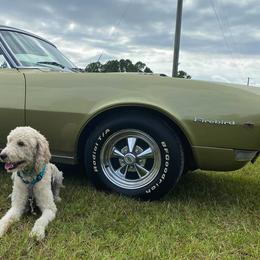 Goldendoodles from Lake Linda’s Doodles