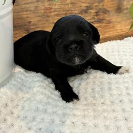 Peppermint Patty - Black female Havapoo puppy in Marquand, Missouri from Perfectly Playful Doodles