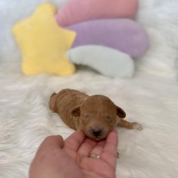 Goldendoodle Puppies from Luna & Willow Goldendoodle Paws 🐾