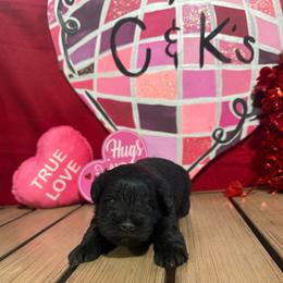 Tillie - Black female Miniature Schnauzer puppy in Lufkin, Texas from C&K’s Schnauzer House
