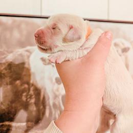 Sugar - Light golden female Golden Retriever puppy in Mason, Michigan from Sweet Breeze Acres