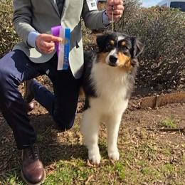 Navy - Australian Shepherd