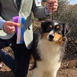 Navy - Australian Shepherd