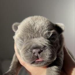 Latte - Fawn female French Bulldog puppy in Galt, California from The three little frenchies