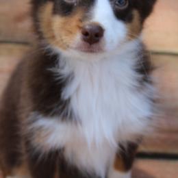 Miniature Australian Shepherd Puppies from Alexander Canines