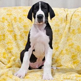 Puppy 5, S - Mantle male Great Dane puppy in Castle Rock, Washington from Uber Alles Great Danes