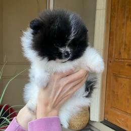 Diesel - Black parti male Pomeranian puppy in Citrus Heights, California from Yev and Marina's Pomeranians (AKC)